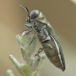 Agrilus albogularis